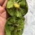 正宗绿瓤碧玉纯甜猕猴桃