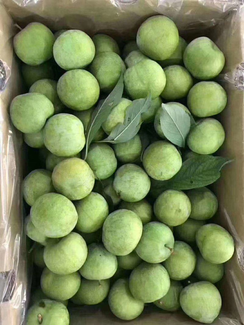 青脆李代办，好代办职业代办负责人的代办