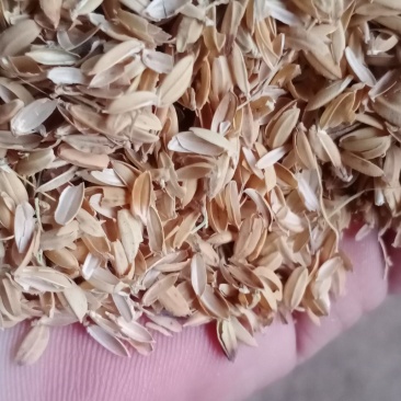 稻壳，圆粒稻壳厂家直销