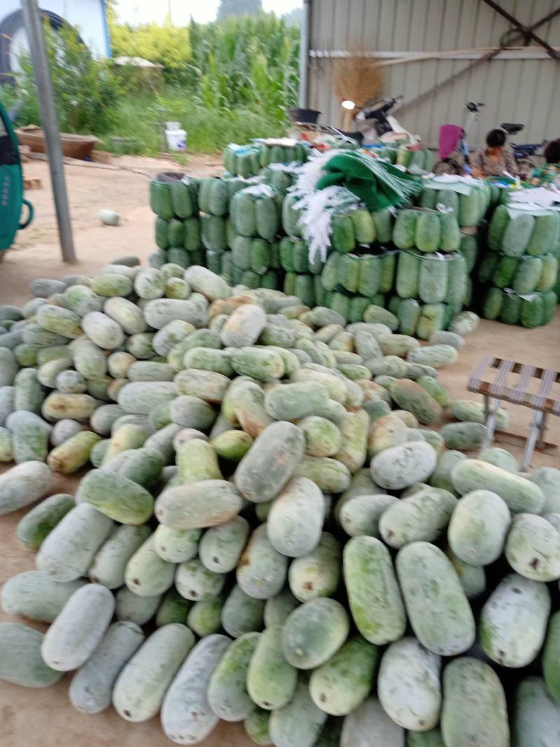 万亩冬瓜还在继续，质量优，价格低