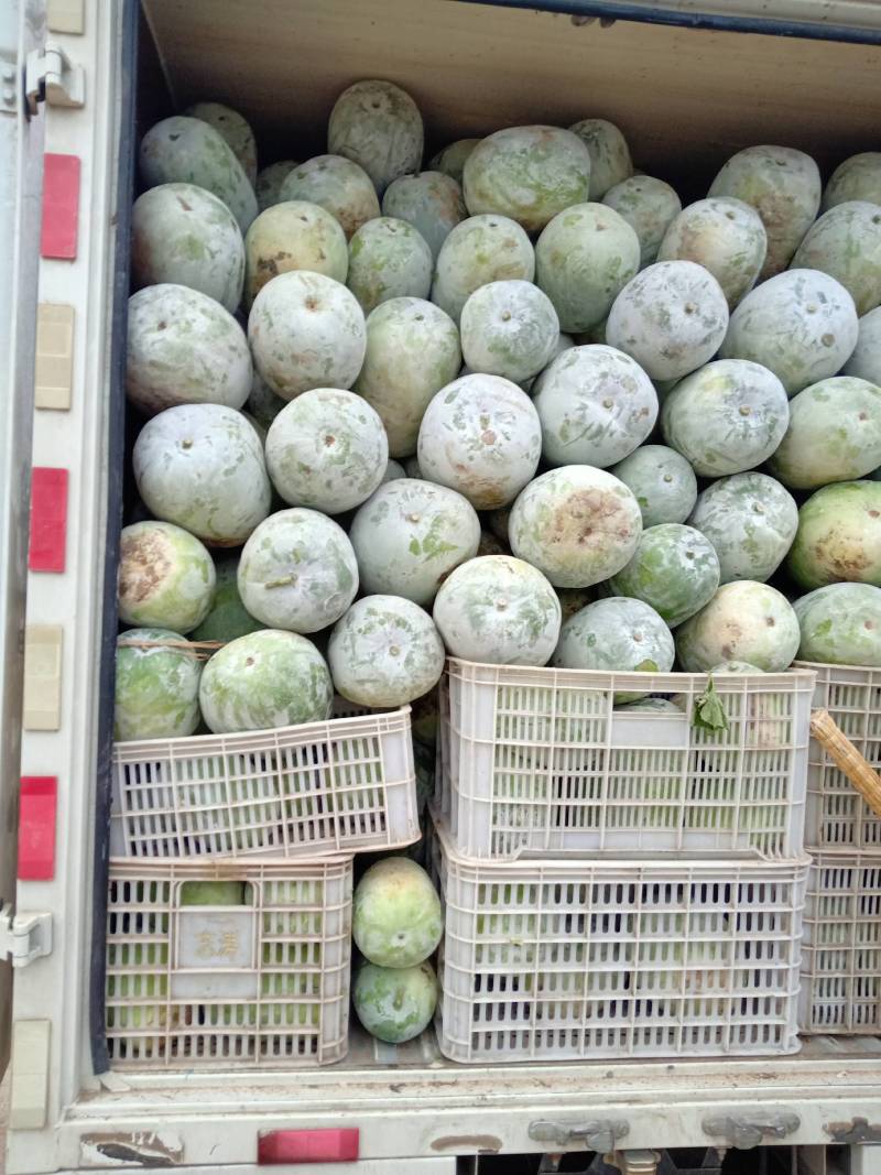 万亩冬瓜还在继续，质量优，价格低