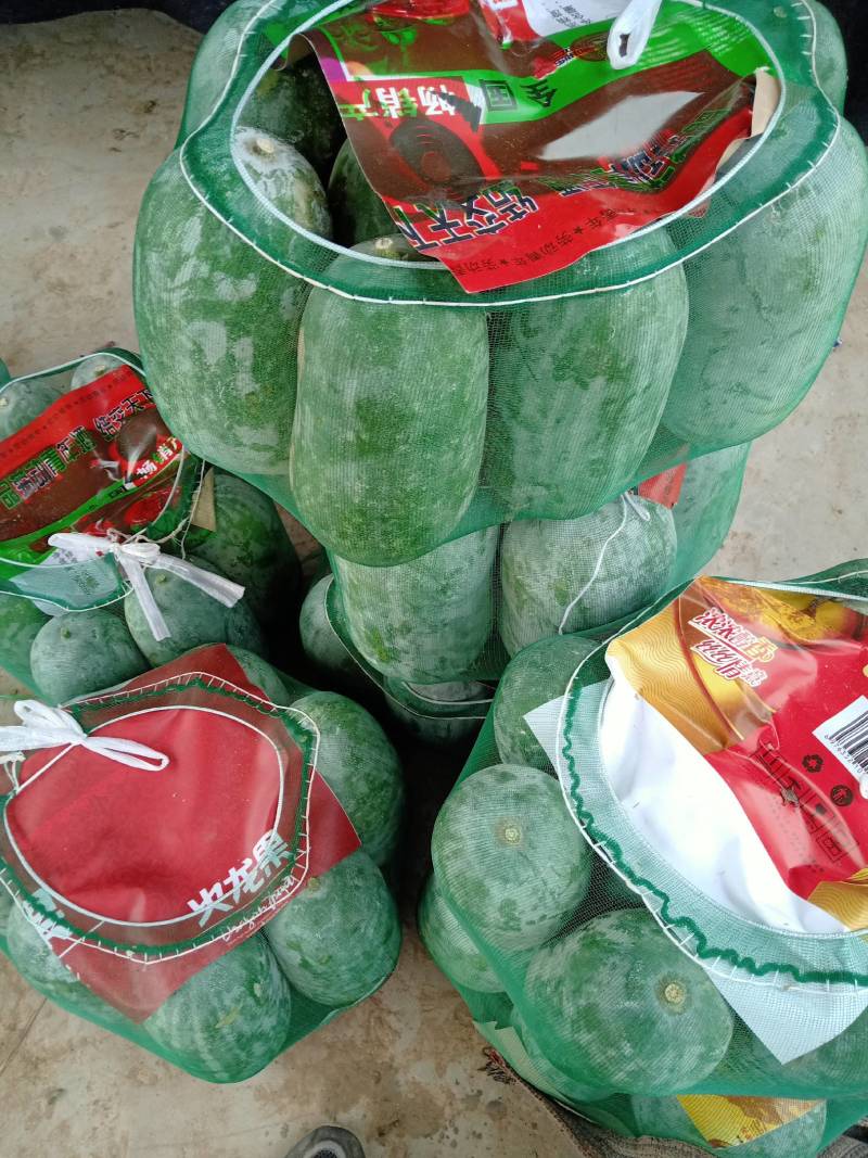 万亩冬瓜还在继续，质量优，价格低
