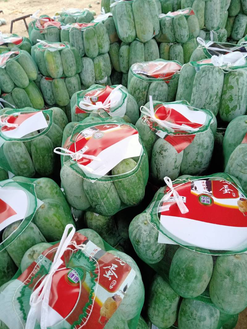 万亩冬瓜还在继续，质量优，价格低