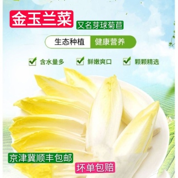 金玉兰菜芽球菊苣特菜野菜品质保证基地直供