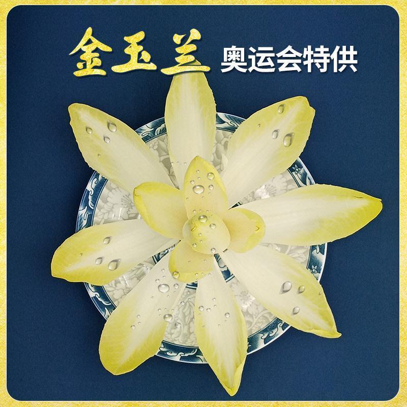 金玉兰菜芽球菊苣特菜野菜品质保证基地直供