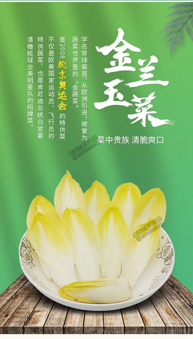 金玉兰菜芽球菊苣特菜野菜品质保证基地直供