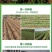 金玉兰菜芽球菊苣特菜野菜品质保证基地直供