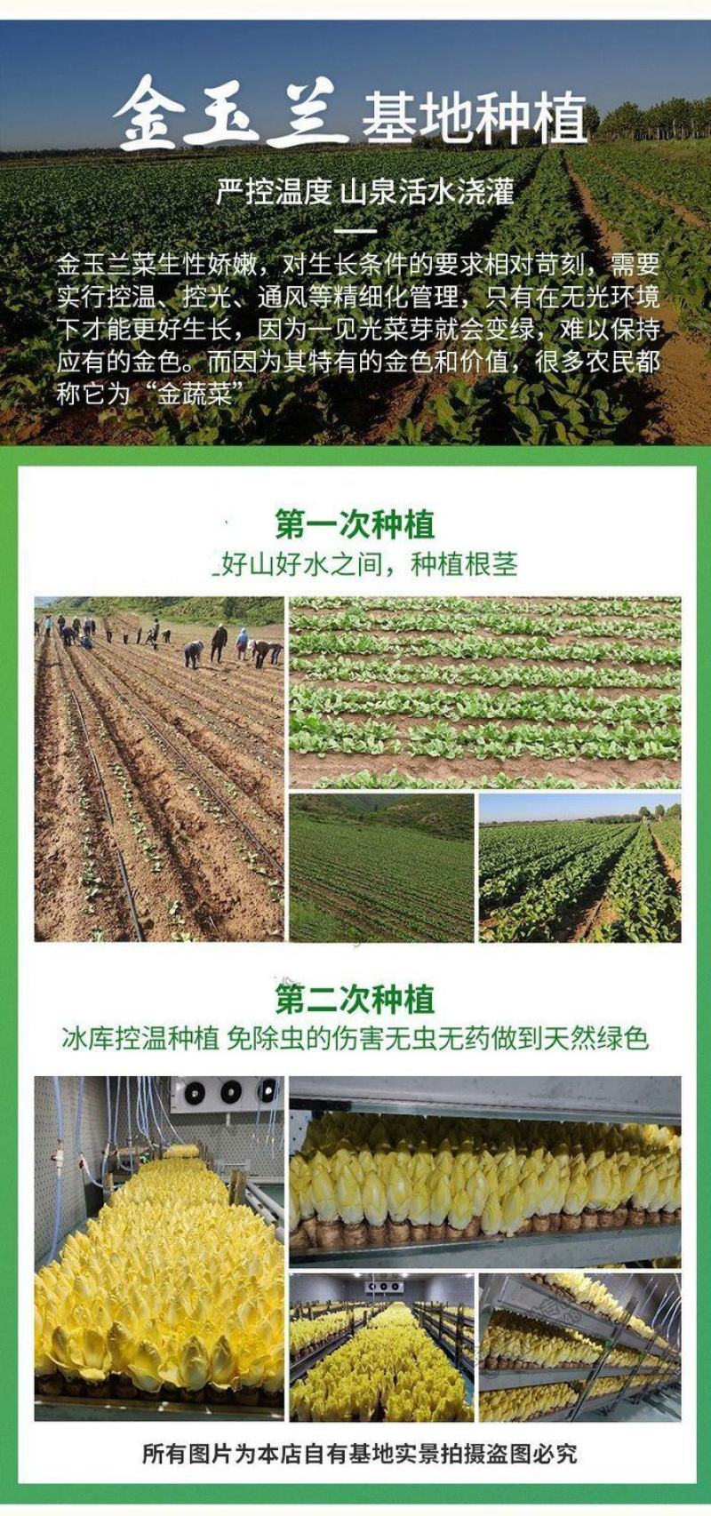金玉兰菜芽球菊苣特菜野菜品质保证基地直供