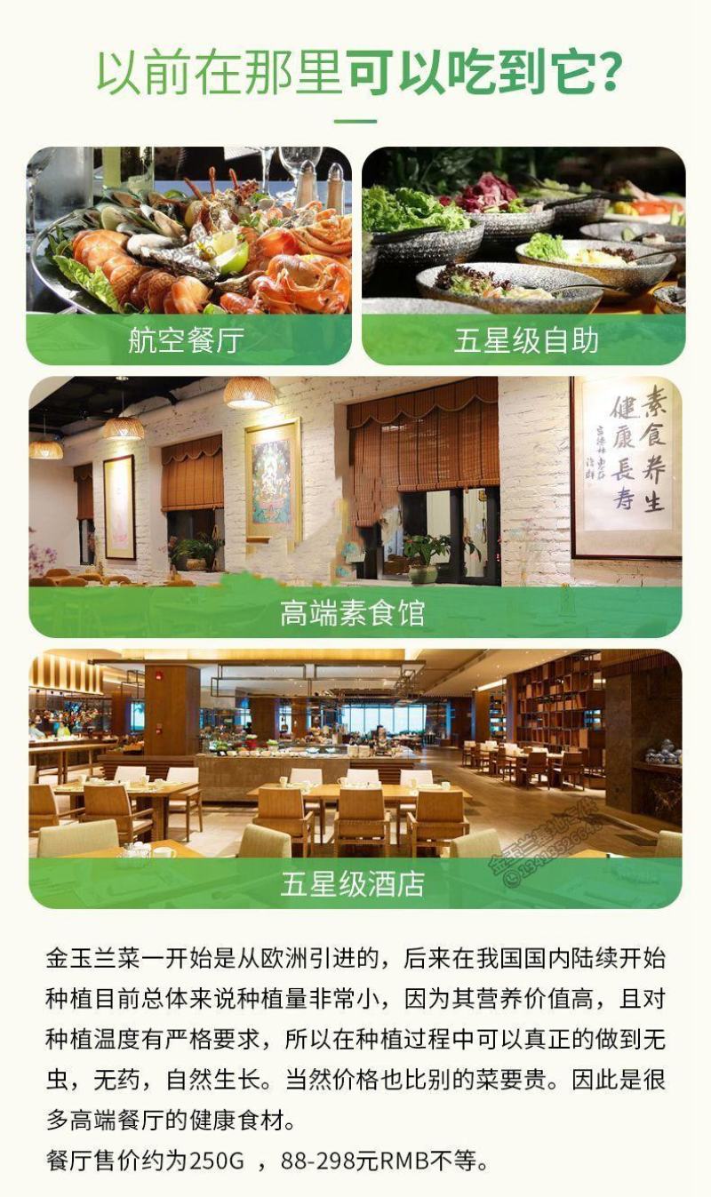 金玉兰菜芽球菊苣特菜野菜品质保证基地直供