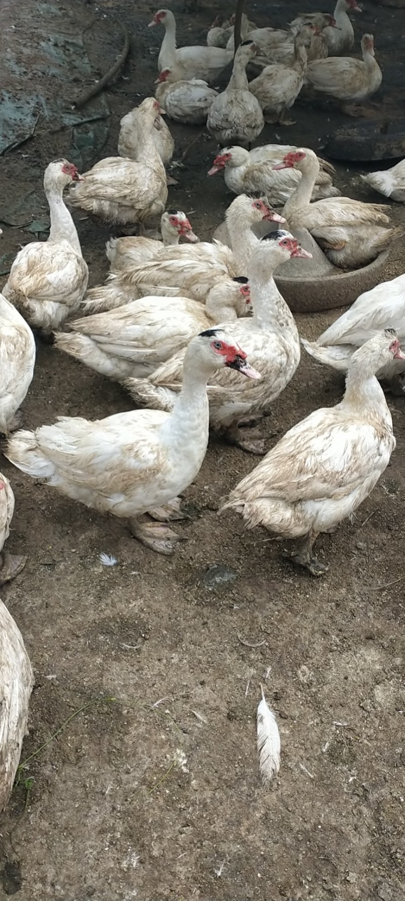 番鸭，130天，均重9斤全公