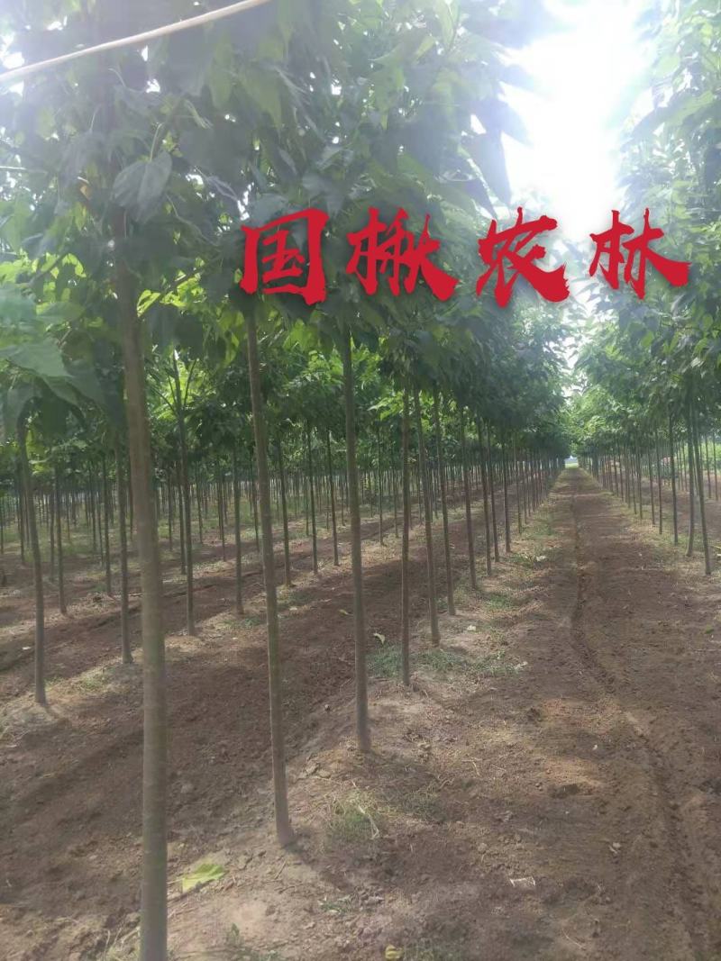 金丝楸树速生楸树3公分5公分8公分10公分12公分15公