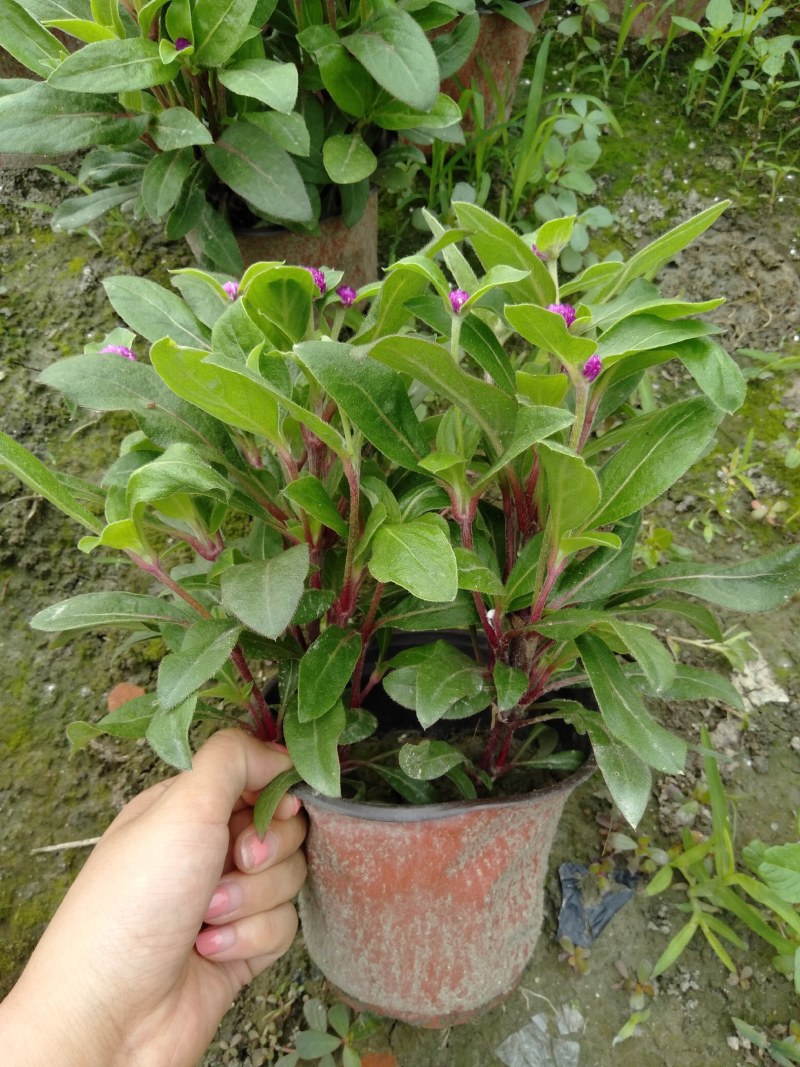 千日红，双色杯千日红，小杯千日红，可视频看货