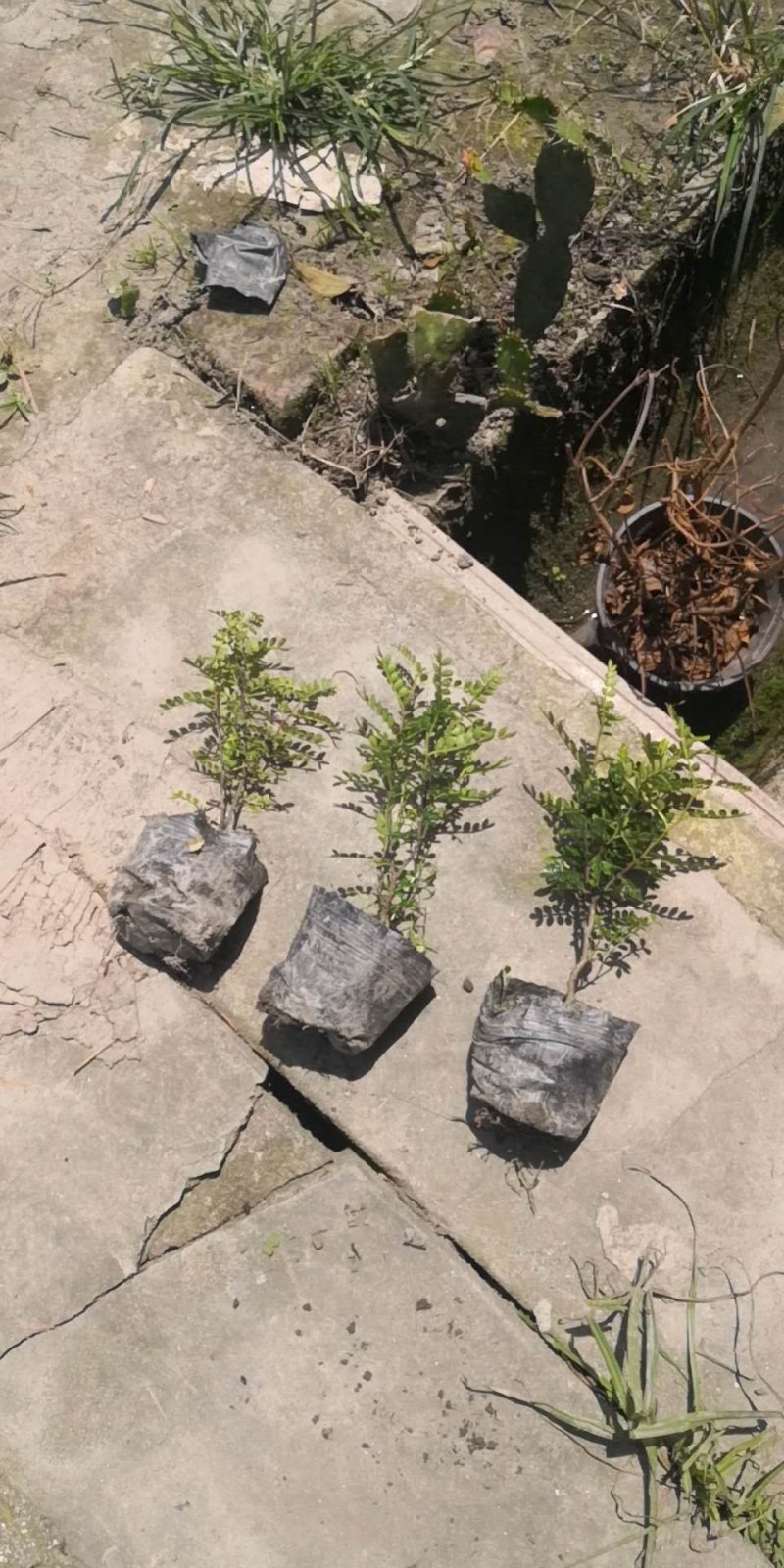 清香木，12杯清香木，清香木种植批发，基地直销