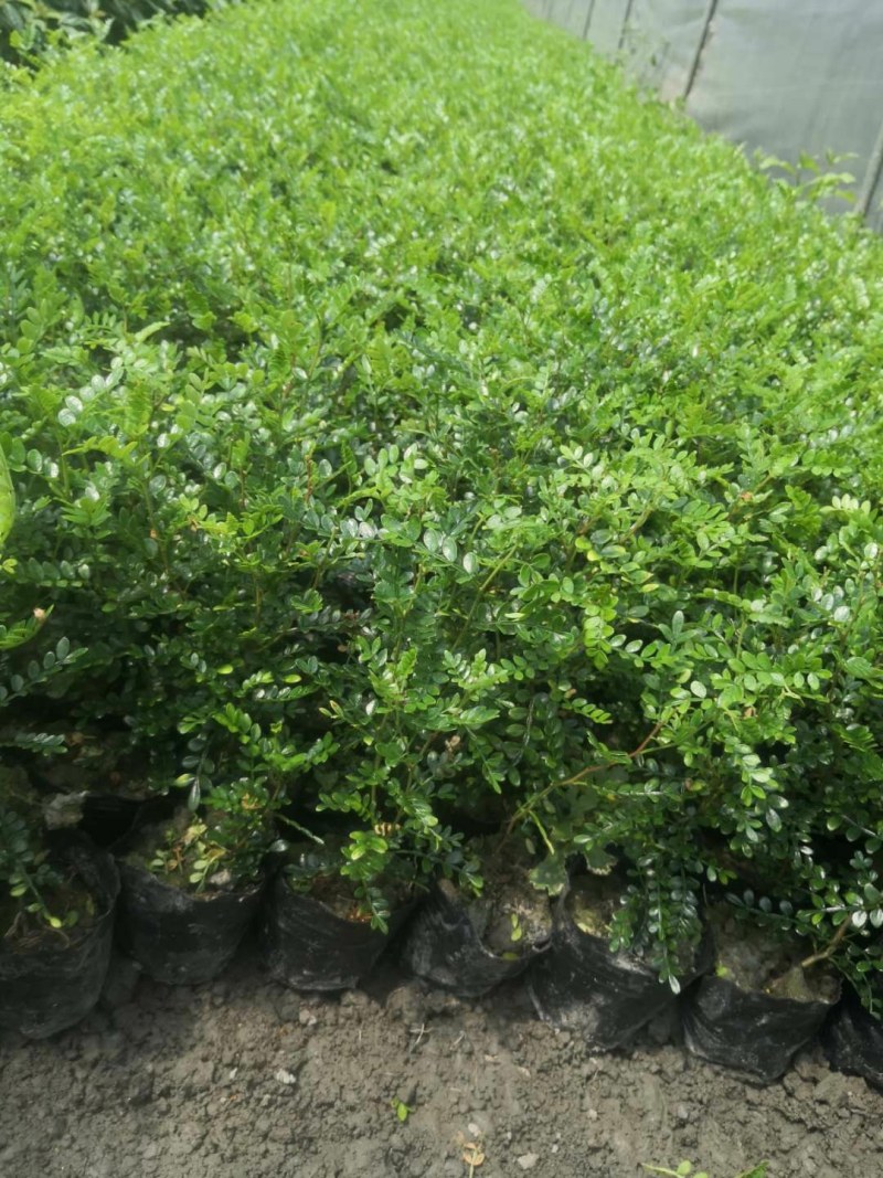 清香木，12杯清香木，清香木种植批发，基地直销