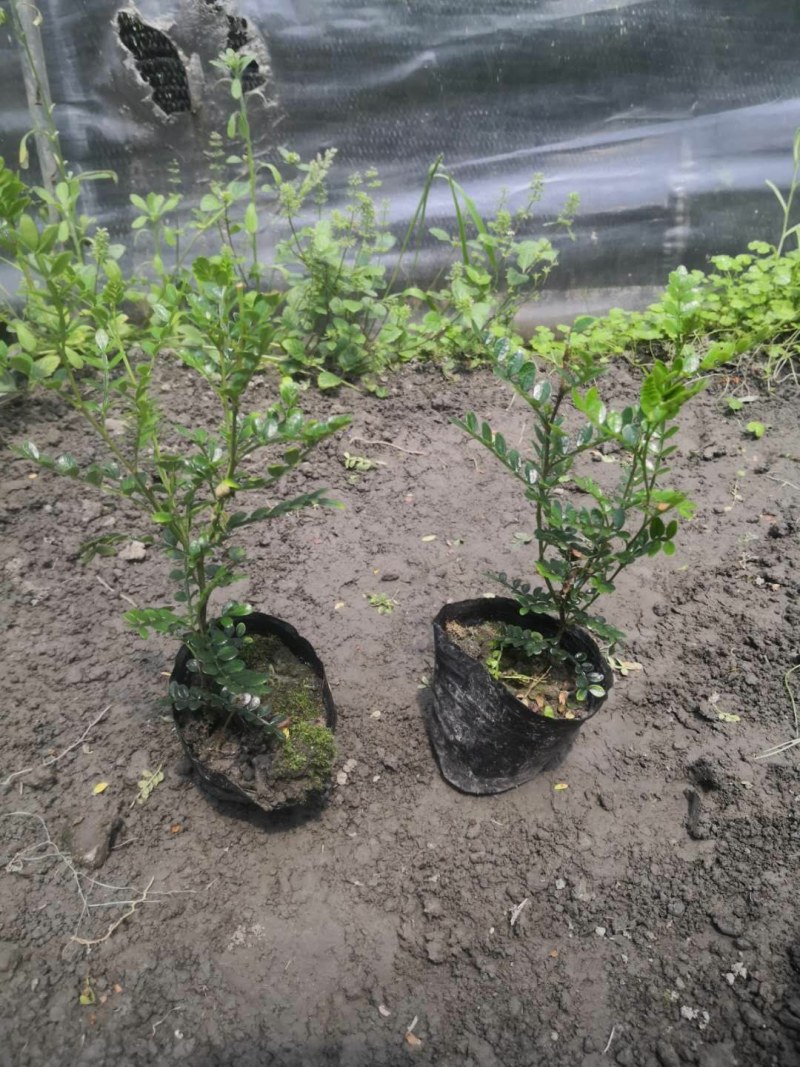 清香木，12杯清香木，清香木种植批发，基地直销