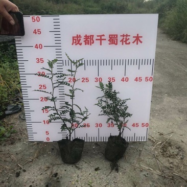 清香木，12杯清香木，清香木种植批发，基地直销