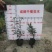 清香木，12杯清香木，清香木种植批发，基地直销