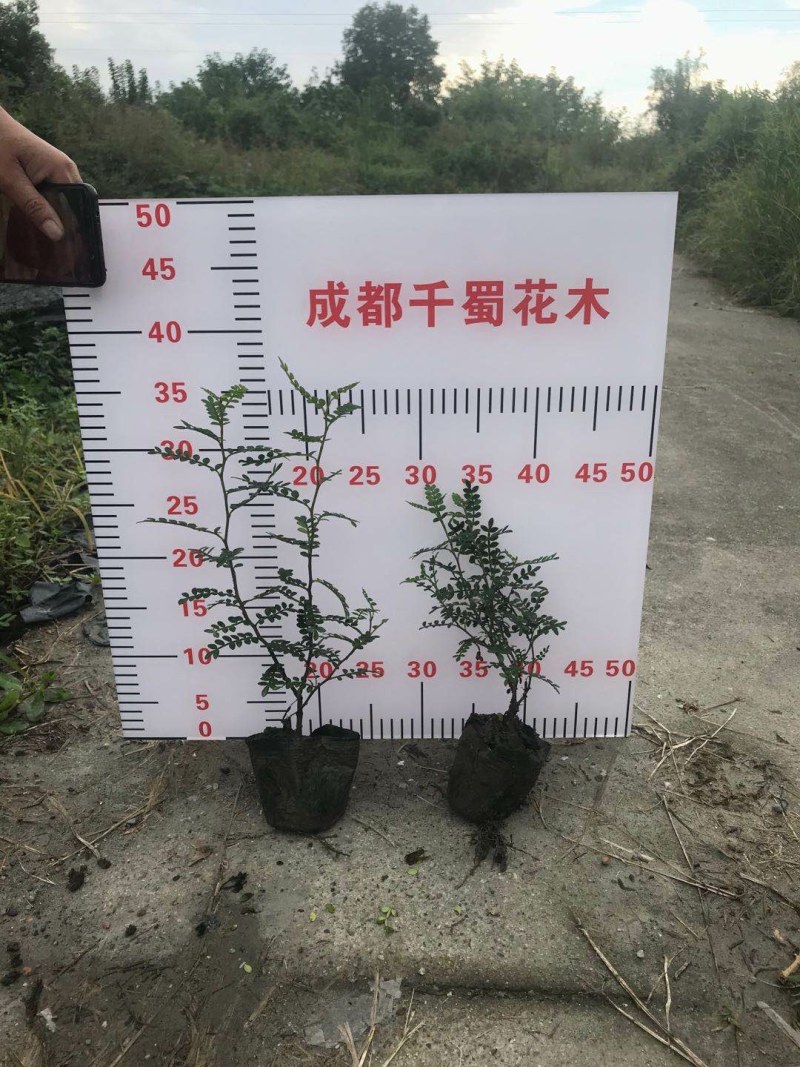 清香木，12杯清香木，清香木种植批发，基地直销