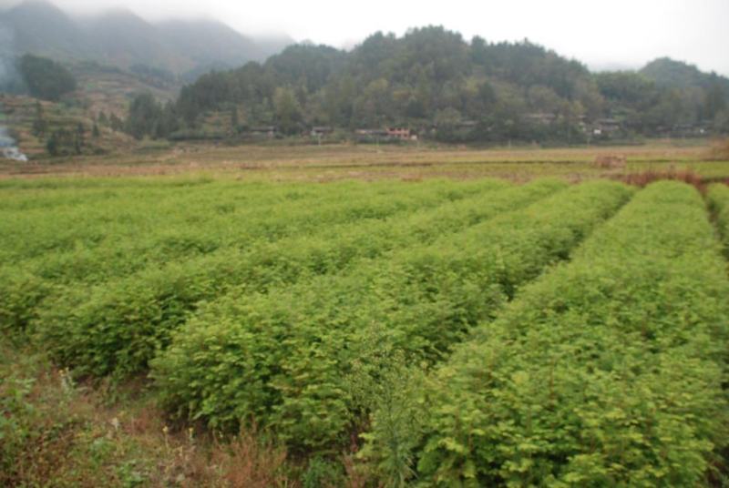 水杉苗，供应水杉苗，基地直发，量大从优一手货源可发全国