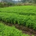 水杉苗，供应水杉苗，基地直发，量大从优一手货源可发全国