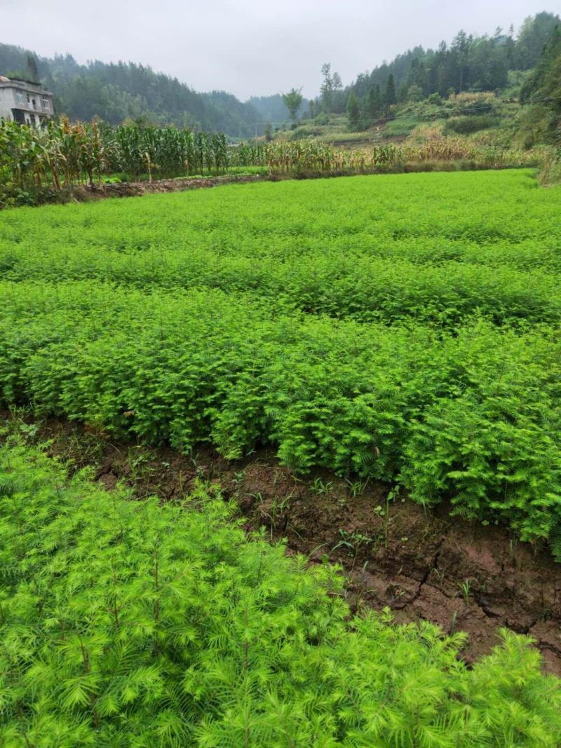 水杉苗，供应水杉苗，基地直发，量大从优一手货源可发全国