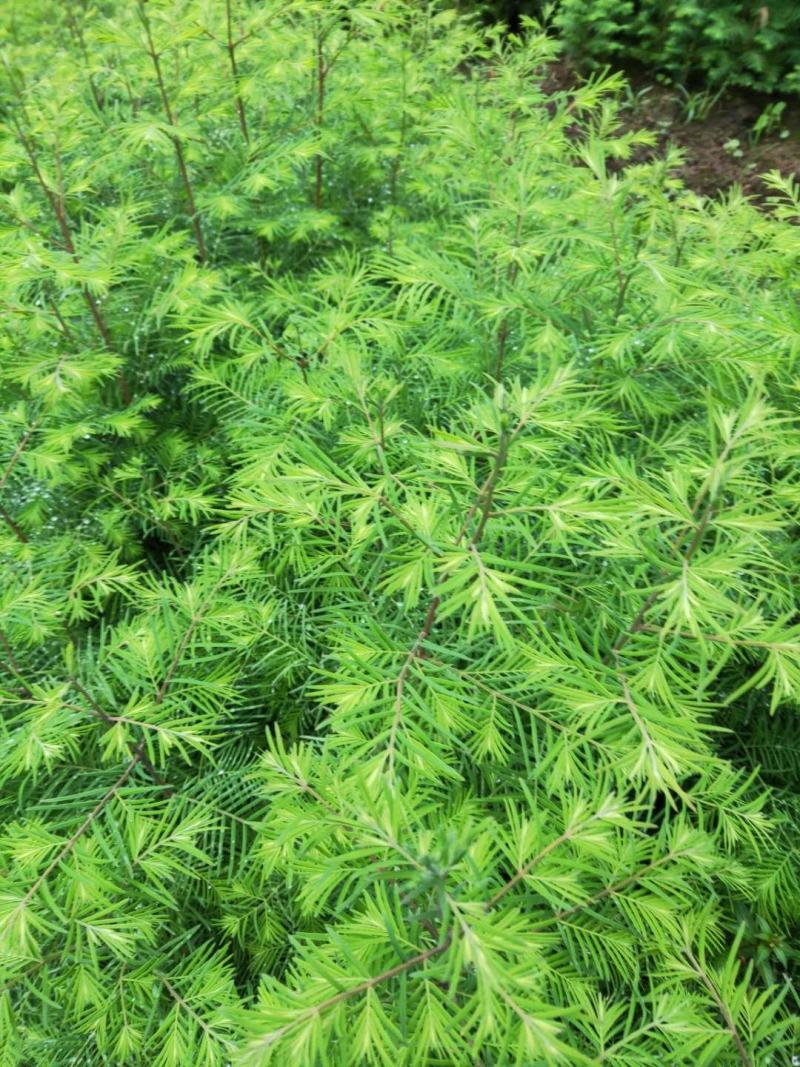 水杉苗，供应水杉苗，基地直发，量大从优一手货源可发全国
