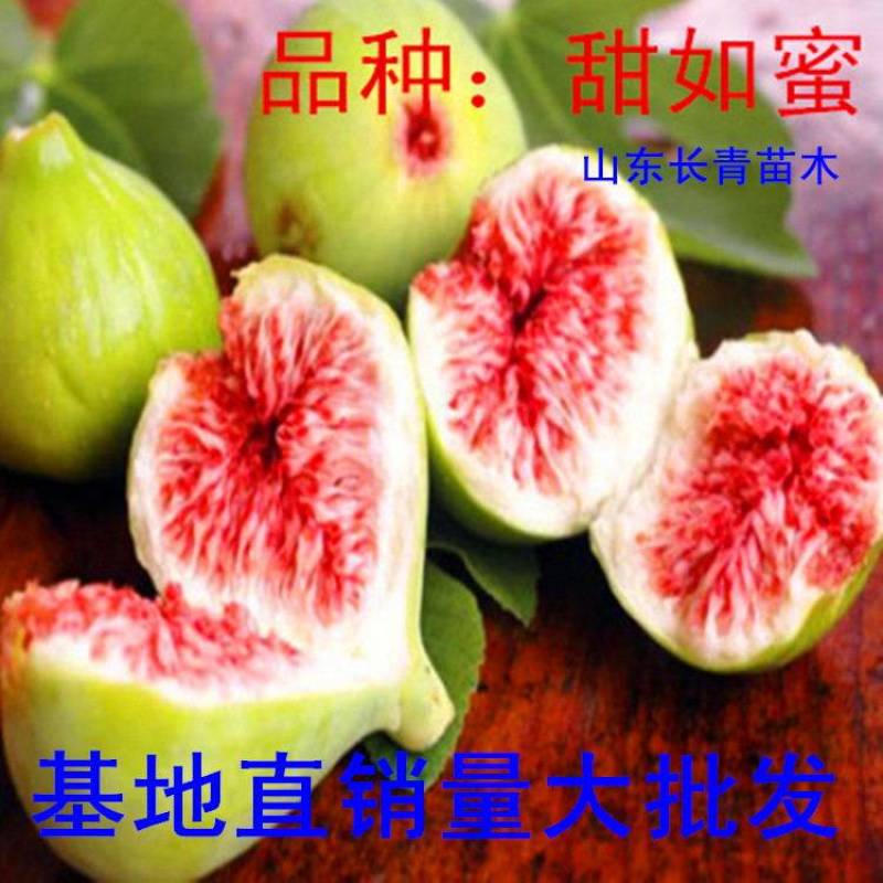 无花果树苗波姬红紫果等品种苗，当年结果基地直销真品包邮