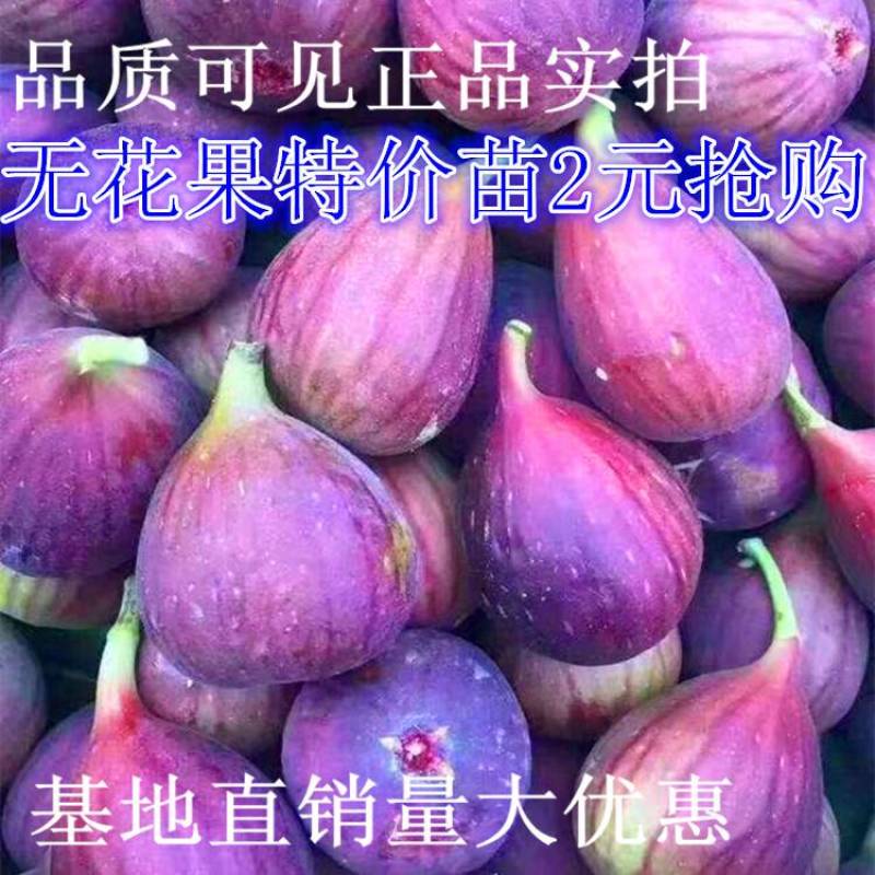 无花果树苗波姬红紫果等品种苗，当年结果基地直销真品包邮