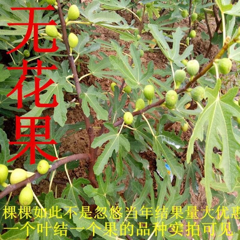 无花果树苗波姬红紫果等品种苗，当年结果基地直销真品包邮