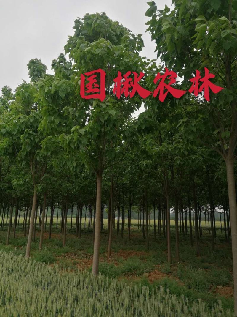 金丝楸树速生楸树3公分5公分8公分10公分12公分15公