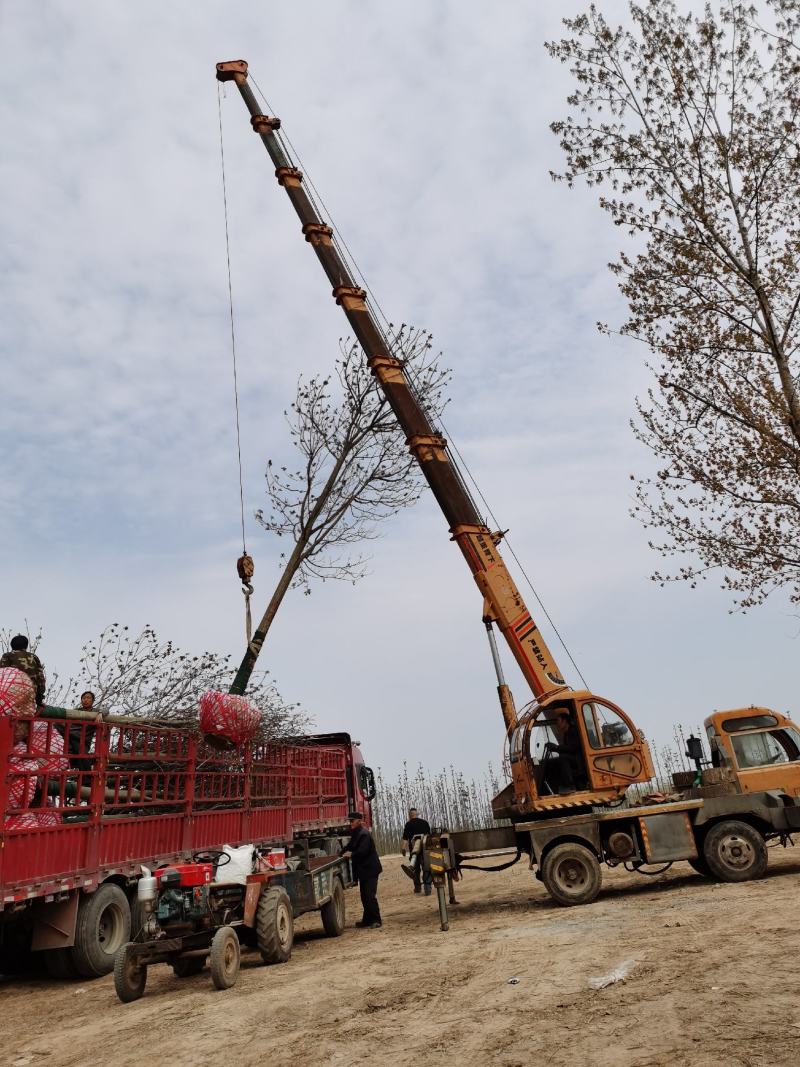 梓树1公分3公分5公分8公分10公分12公分规格齐全