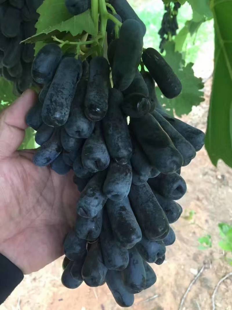 葡萄苗，巨峰嫁接蓝宝石藤稔南北方种植基地直发签约真品包邮