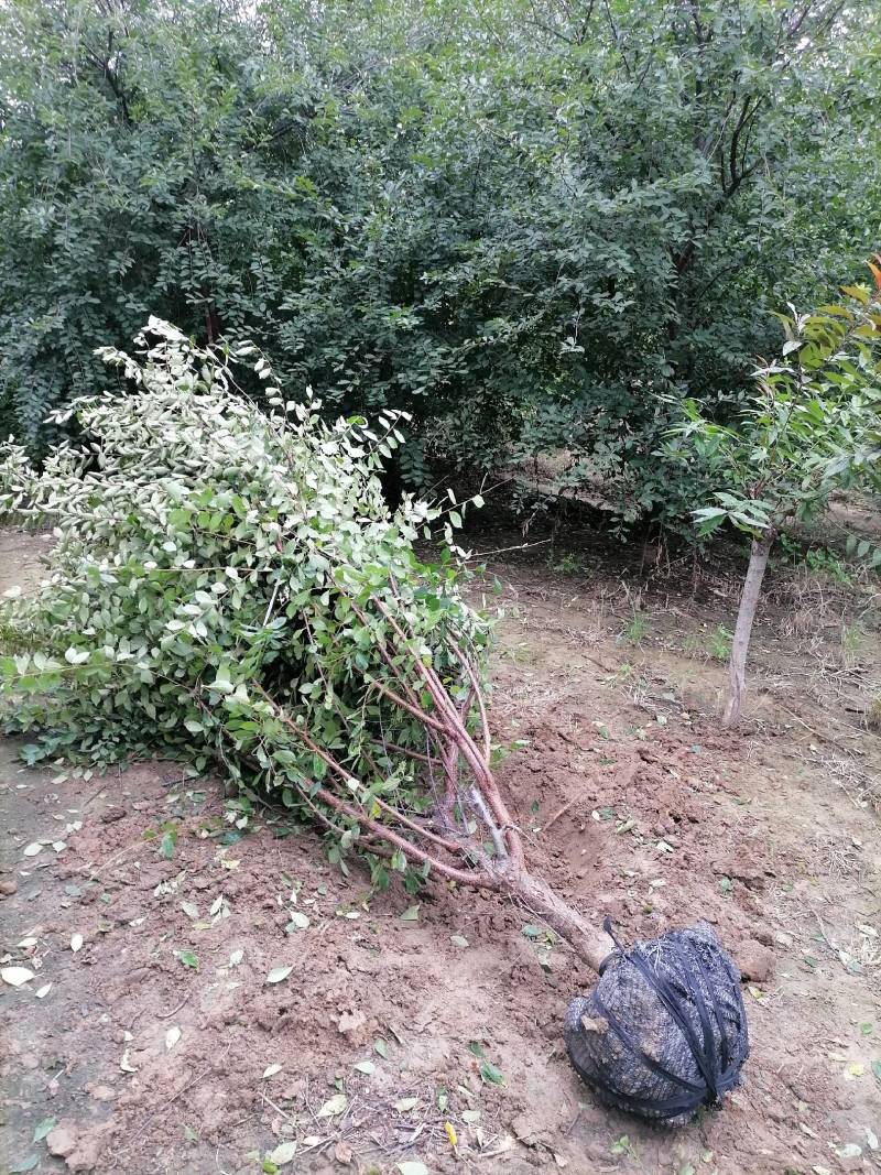大冠幅精品榆叶梅开挖了