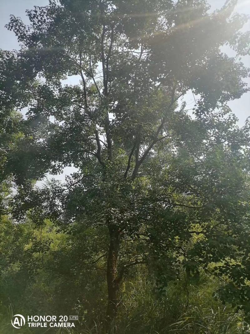 精品乌桕广西乌桕丛生乌桕规格齐全，便宜批发
