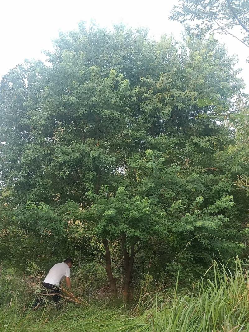 精品乌桕广西乌桕丛生乌桕规格齐全，便宜批发