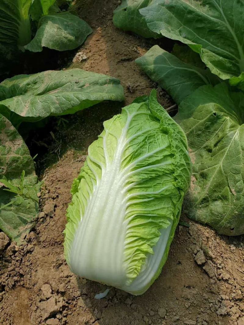 东北白菜，456净菜发市场秋宝秋黄大秋宝