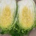 东北白菜，456净菜发市场秋宝秋黄大秋宝