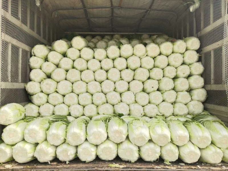 东北白菜，456净菜发市场秋宝秋黄大秋宝