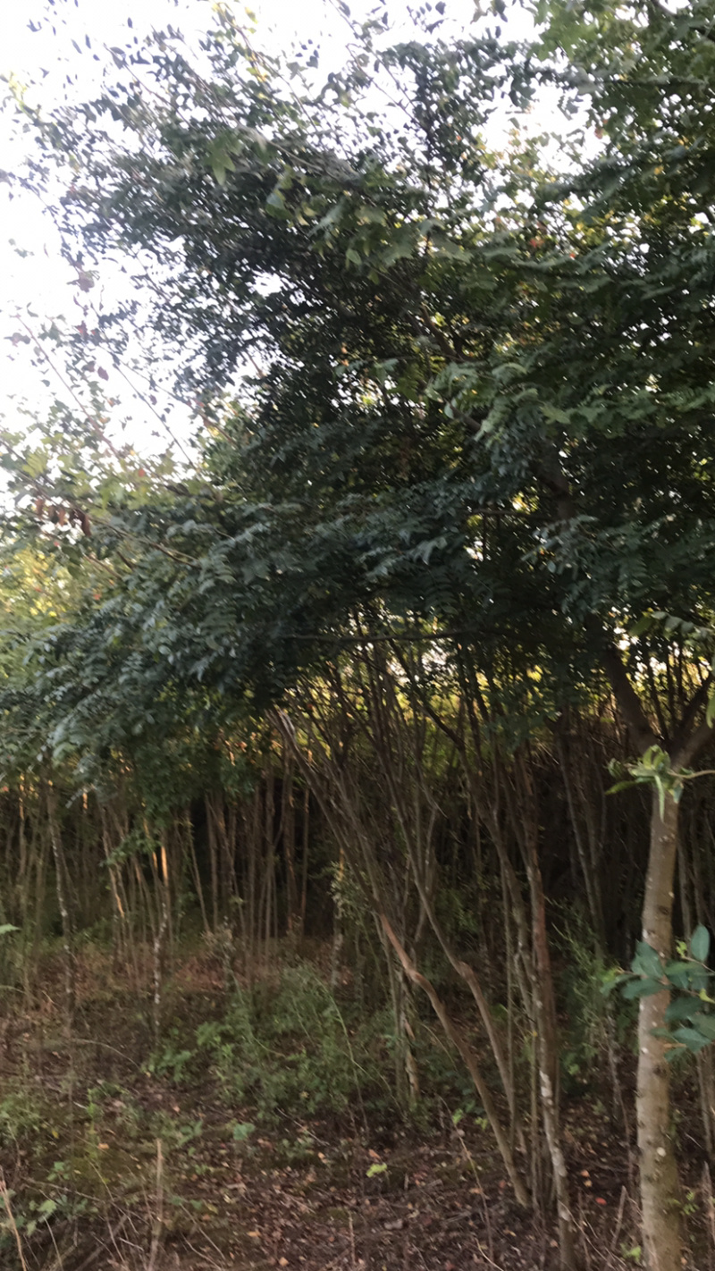 皂荚树5-40公分原生冠