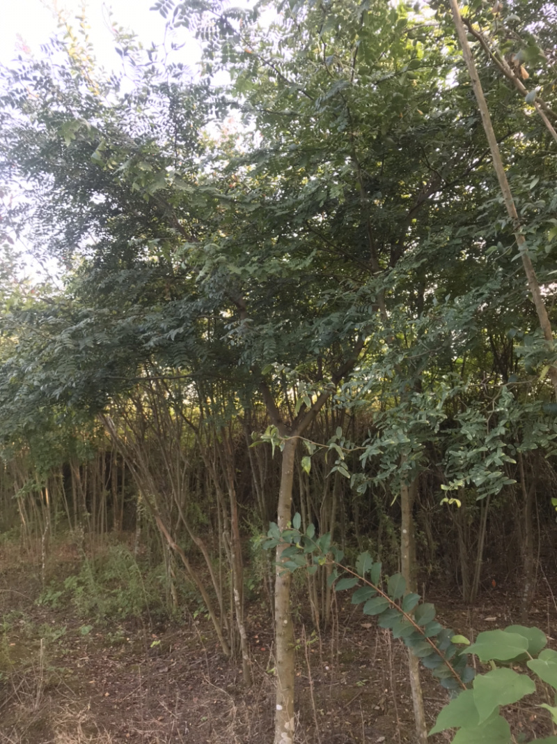 皂荚树5-40公分原生冠