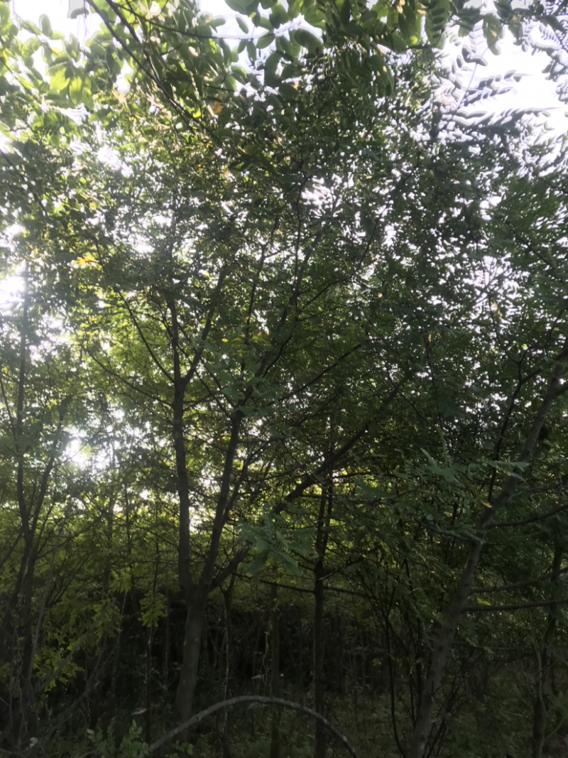 皂荚树5-40公分原生冠
