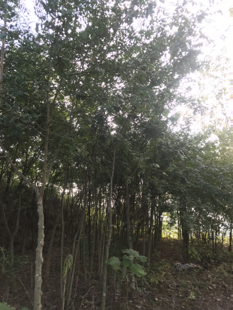皂荚树5-40公分原生冠