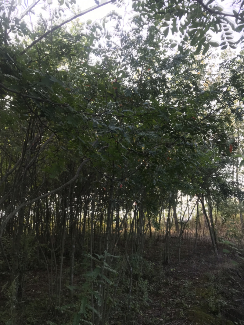 皂荚树5-40公分原生冠