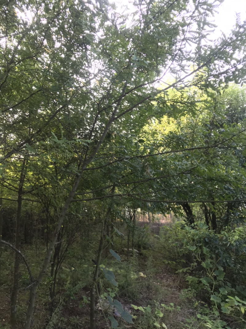 皂荚树5-40公分原生冠