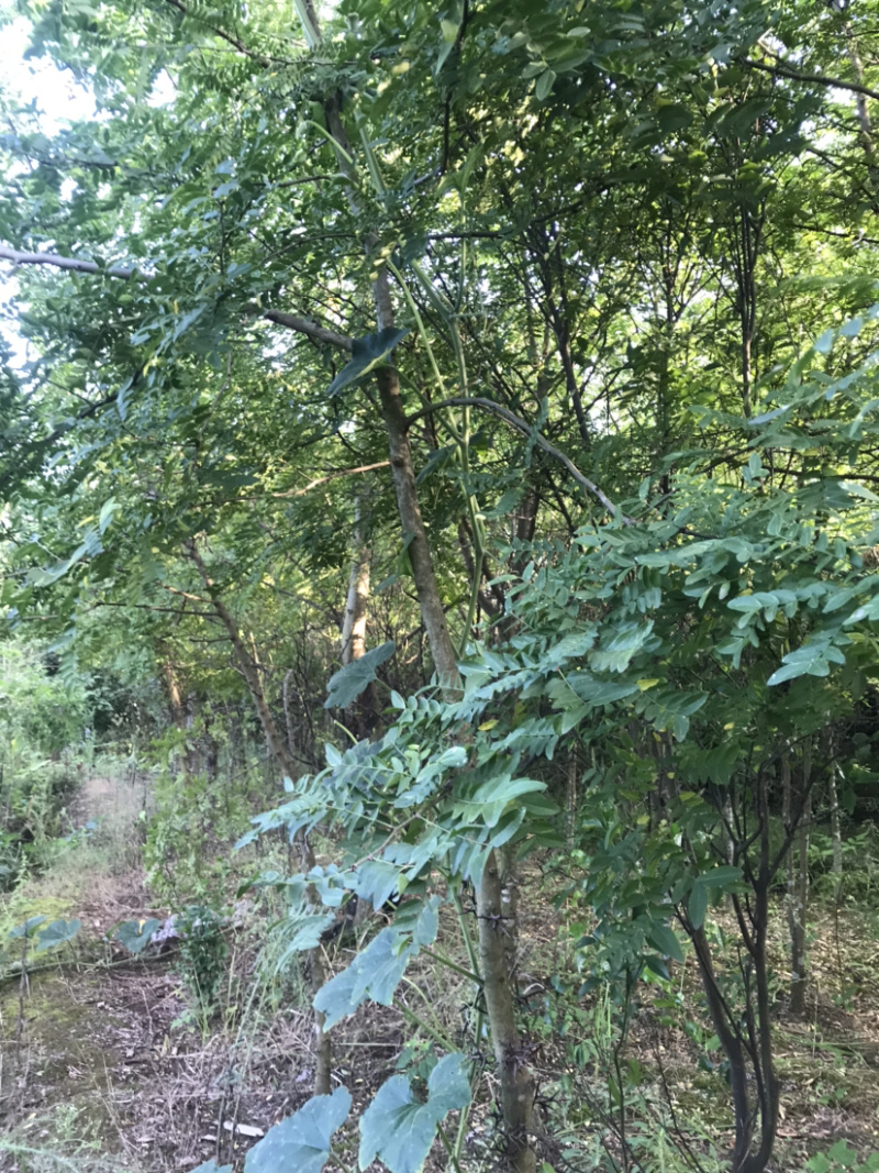 皂荚树5-40公分原生冠