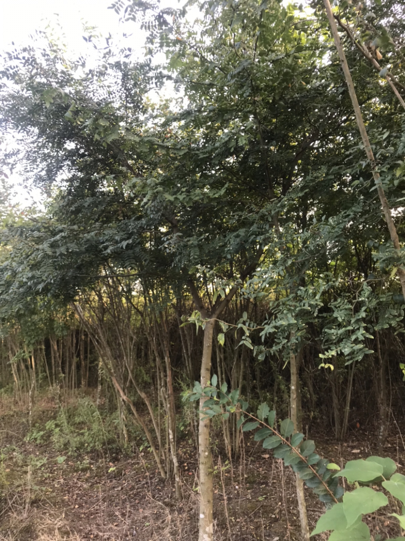 皂荚树5-40公分原生冠