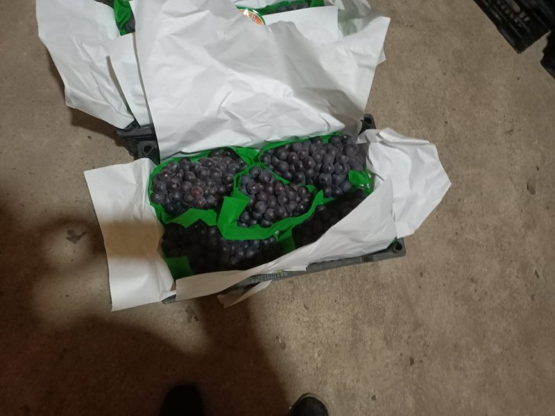 巨峰葡萄北镇鸿源葡萄合作社代收，精品巨峰，保鲜葡萄