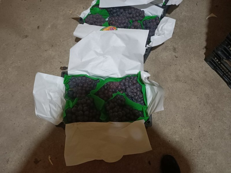 巨峰葡萄北镇鸿源葡萄合作社代收，精品巨峰，保鲜葡萄