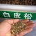 白皮松树种子别称白骨松三针松白果松虎皮松蟠龙松松科常绿乔