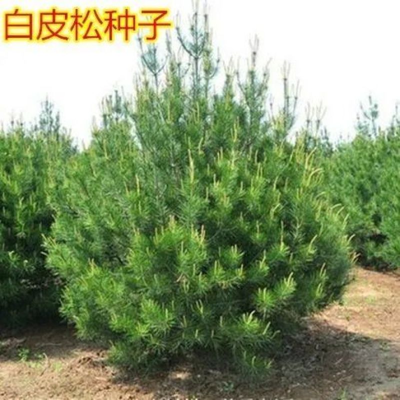 白皮松树种子别称白骨松三针松白果松虎皮松蟠龙松松科常绿乔